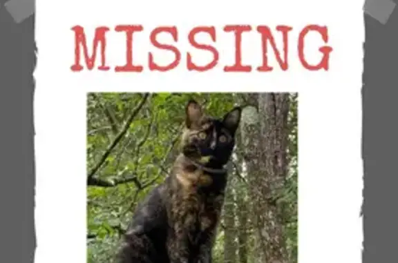 Lost Tortie Cat Pumpkin in Watkinsville 🎃