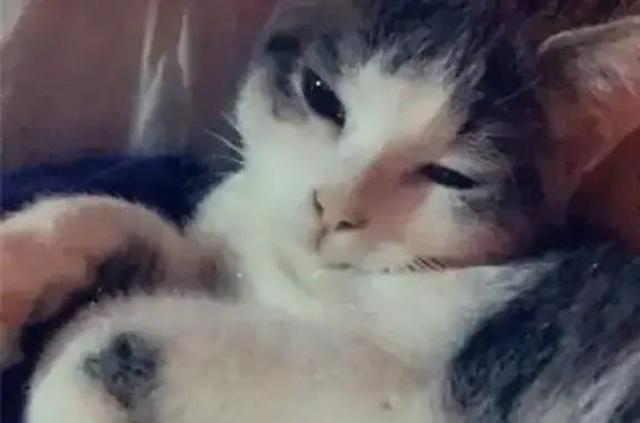 Animaux perdus , photo: Chatte blanche/grise perdue