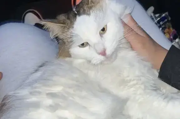 Chat blanc taché caramel perdu - photo