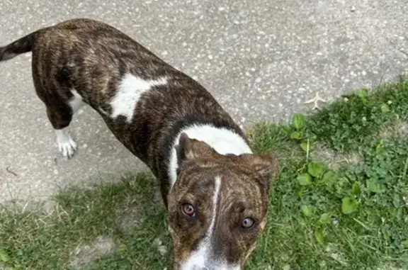 Found Dog Near 517 Tremont Dr, Godfrey - Help!