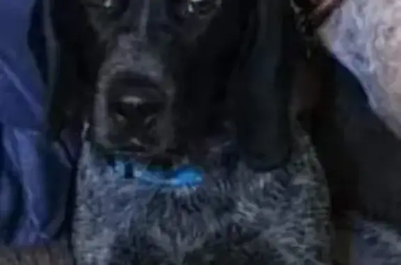 Lost Blue Tick Beagle - Help Find Him!