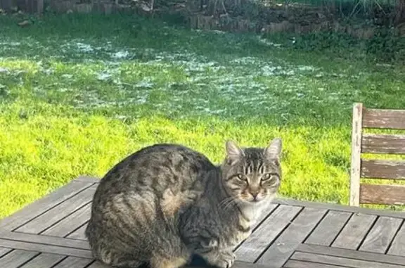 Chat perdu, , photo: Chat tigré disparu à Évry-Grégy