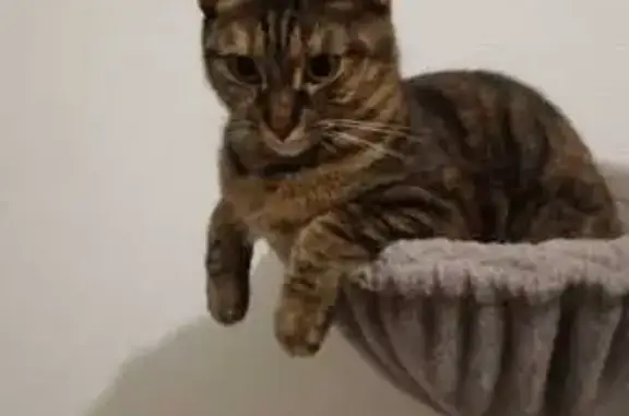 Chat perdu, La Voulte-sur-Rhône, photo: Chat tigré disparu à La Voulte