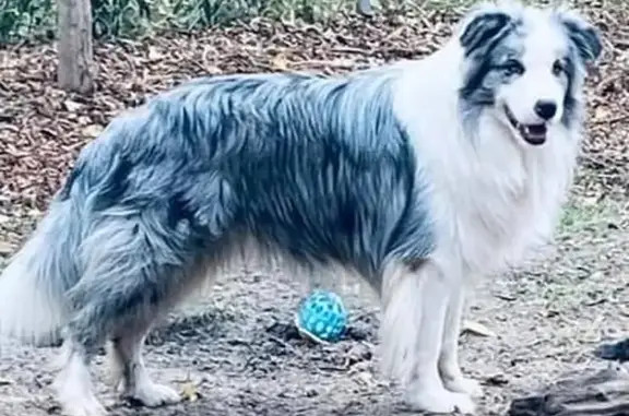 Lost Blue Merle Dog in Moss Point - Help!