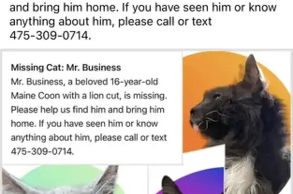 Lost Senior Grey Tuxedo Cat on Howe Ave!