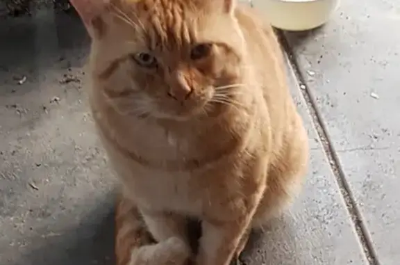 Lost Young Ginger Cat in Cockburn - Help Needed!