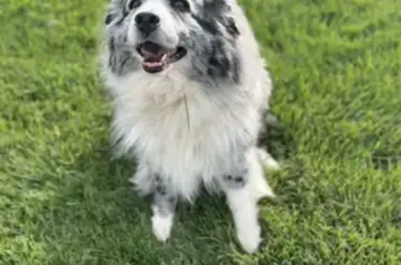 Lost Aussie Shepard Near Oberlin - Help Find Him!