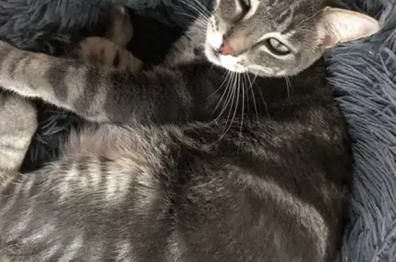 Chat perdu, Aubière, photo: Chat Simba gris perdu à Aubière