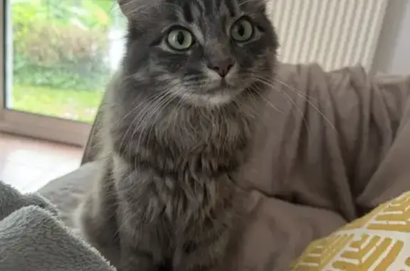 Chat perdu, Vannes, photo: Avis de recherche: Chat Many
