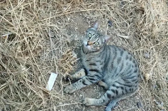 Chaton sociable trouvé à Marseille - photo