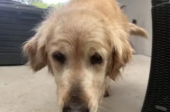 Chien golden retriever perdu - photo