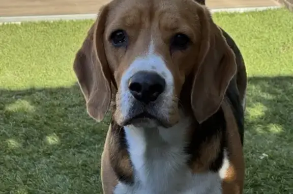 ¡Ayuda! Beagle Perdido en Zaragoza - Tai