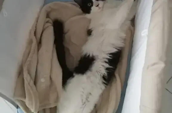 Chat noir et blanc perdu à Irodouër - photo