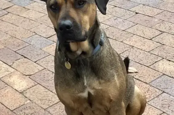 Lost Dog Alert: Brown/Black Mix - Tyrwhitt Ave!