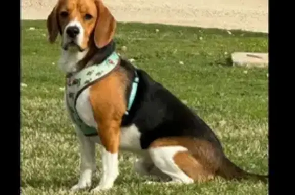 ¡Ayuda a Encontrar a Tai! Beagle Perdido en Zaragoza