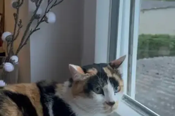 Chat écaille de tortue trouvé à Châlette - photo