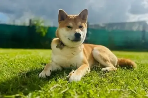 Chien perdu Écouflant, photo : Chien Shiba Inu Luffy Perdu