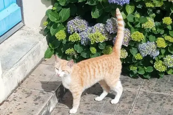 Chaton perdu à Ste-Hélène - photo