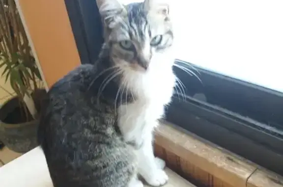 Chaton blessé cherche sa famille - photo