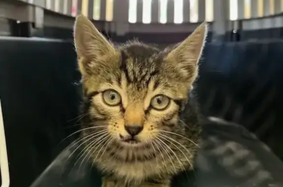 Chaton tigré trouvé à Arbérats - photo