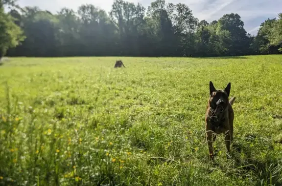 Animaux perdus Ars-sur-Moselle, photo: Babar perdu à Ars-sur-Moselle