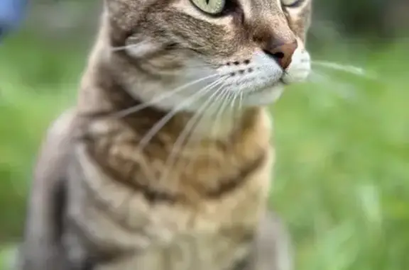 Chat perdu à Colle Sur Loup - photo