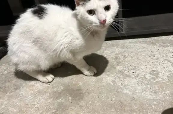 Chat perdu, œil rouge, rasé, affamé - photo