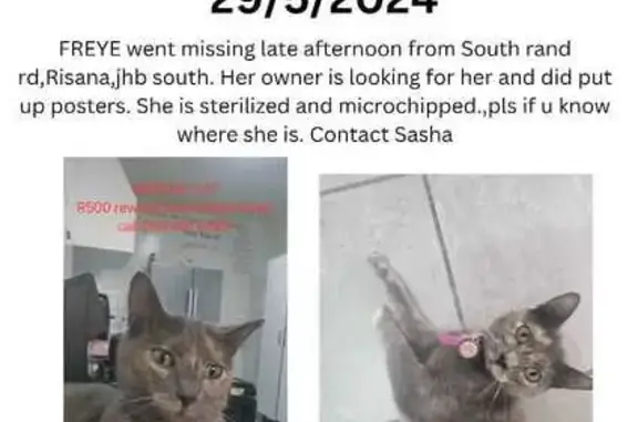 Lost Cat in Johannesburg: Help Find Freye!