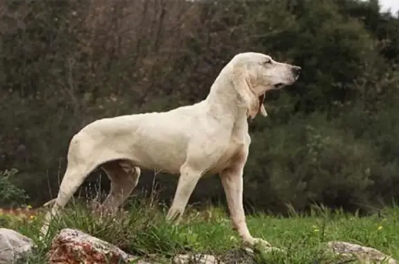 Animaux perdus , photo: Chien Joss perdu au bois du Fort