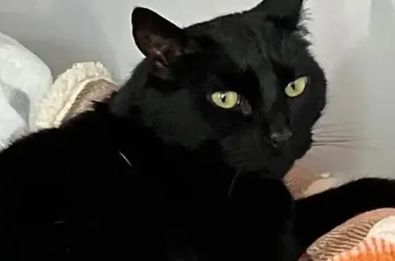 Lost Black Cat in Thurnscoe - Help Find Him!