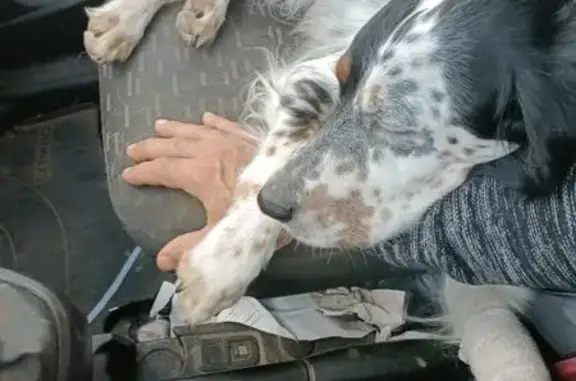 Perros perdidos, , foto: Mia Perdida: Seter Inglés Cariñosa