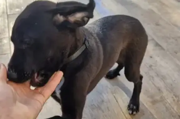 Animaux trouvés , photo: Chiot noir trouvé à Foce - Tipponu