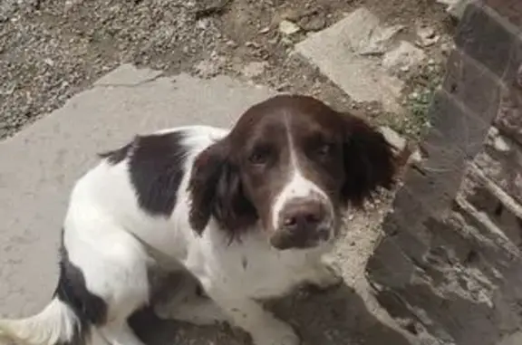 Chien perdu , photo : Alerte : Salsa, spaniel perdue!