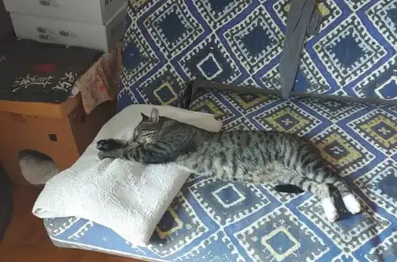 Animaux perdus Lodève, photo: Chat tigré gris perdu à Lodève