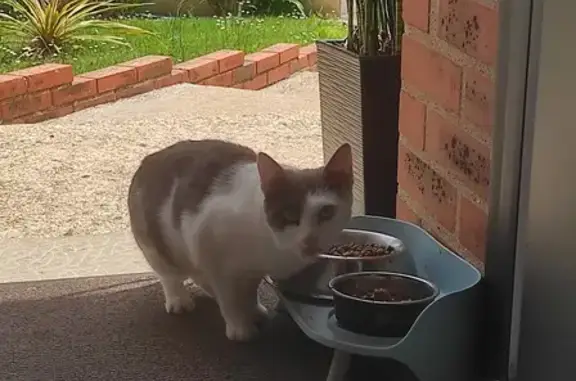 Chat blanc tacheté trouvé à Louverné - photo