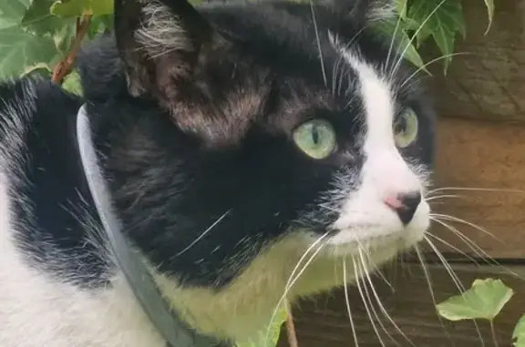 Chat inconnu avec collier trouvé - photo