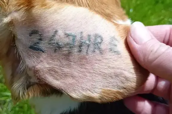 Chienne timide trouvée à Issoudun - photo