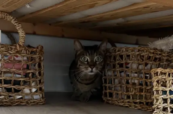 Chat terrifié trouvé au 6e étage - photo