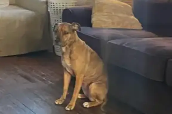Lost Brindle Pit Mix - Call if Seen!
