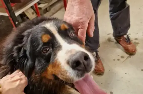 Chien Bouvier Bernois Trouvé - photo
