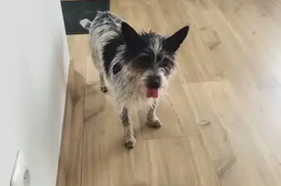 Trouvaille: Chien Allée Cassandre 19 - photo