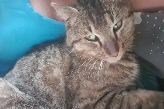 Chat mâle sauvé après un accident - photo