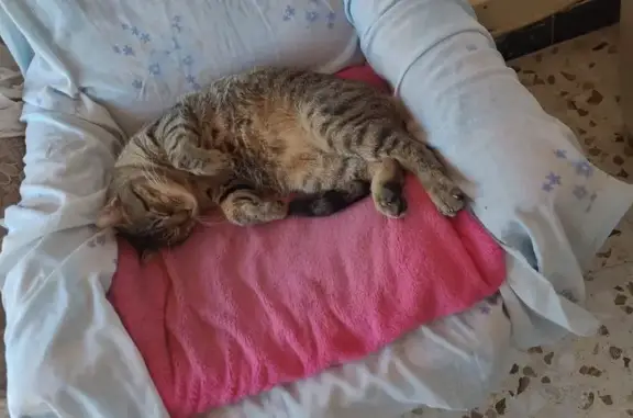 Gatos perdidos, , foto: Gato Atigrado Manso Perdido en Flix