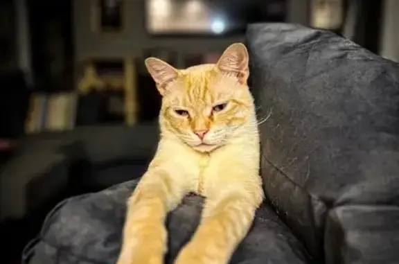 Lost Siamese Cat in Greenwood, DE - Help!