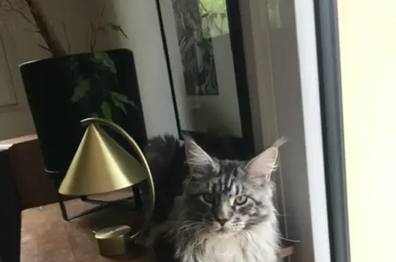 Animaux perdus Amiens, photo: Chaton Maine Coon perdu à Amiens