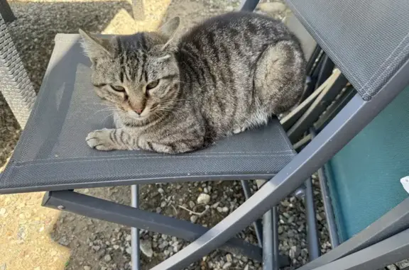 Chat tigré trouvé à Saint-Florent - photo