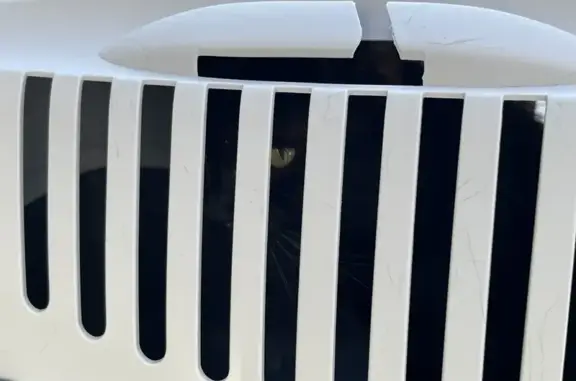 Chat maigre yeux verts trouvé - photo