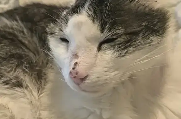 Gatos perdidos, , foto: ¡Ayuda! Gato Especial Timi Perdido - Viabrea