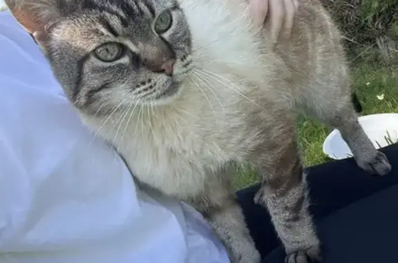 Chat peureux trouvé à Saint-Baudelle - photo