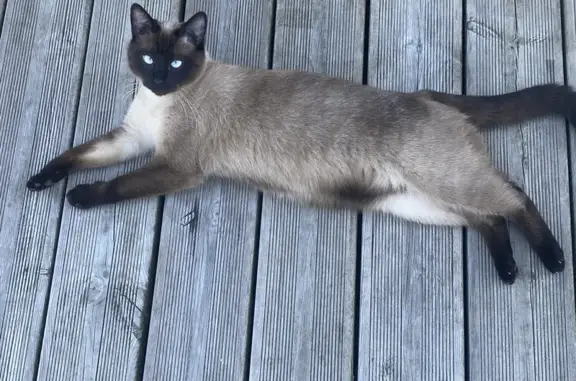 Chat perdu, Mimizan, photo: Avis de recherche: Loulouche